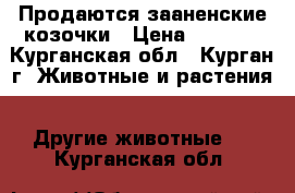 Продаются зааненские козочки › Цена ­ 2 000 - Курганская обл., Курган г. Животные и растения » Другие животные   . Курганская обл.